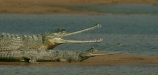 Gharials, Chambal River, Uttar Pradesh, India